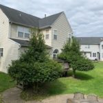 Overgrown trees in need of trimming