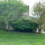 Trees and shrubbery in need of landscaping maintenance